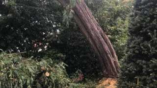 Bomen rooien Meersen zuid limburg