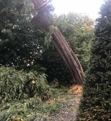 images/001-tuinaanleg-ettenleur/4-10-meersen-boom-kappen/bomen-rooien-390x424-8b7