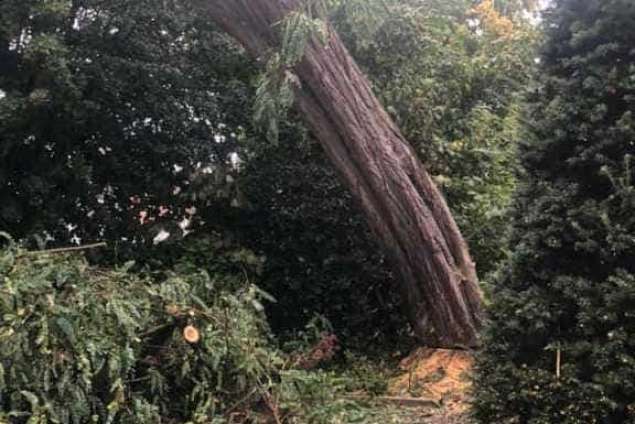 Bomen rooien Meersen zuid limburg