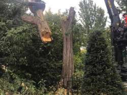 Bomen rooien Meersen zuid limburg