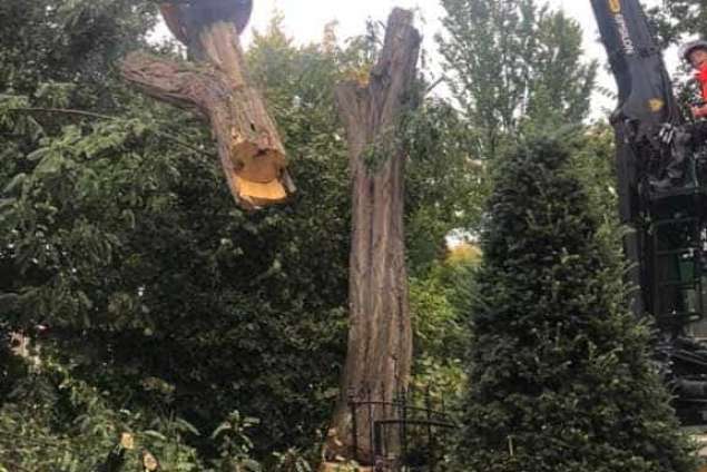 Bomen rooien Meersen zuid limburg