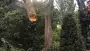 images/001-tuinaanleg-ettenleur/4-10-meersen-boom-kappen/bomen-rooien-meersen-90x51-929