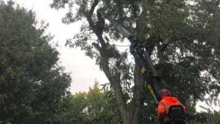 Bomen rooien Meersen zuid limburg