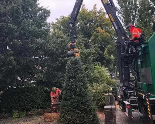 images/001-tuinaanleg-ettenleur/4-10-meersen-boom-kappen/rooien-van-bomen-530x424-71f