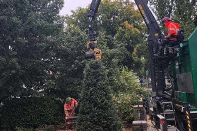 Bomen rooien Meersen zuid limburg