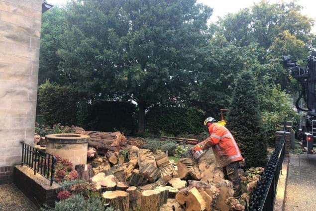 Bomen rooien Meersen zuid limburg