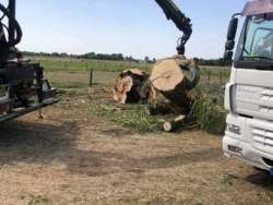 Bomen kappen loon op zand