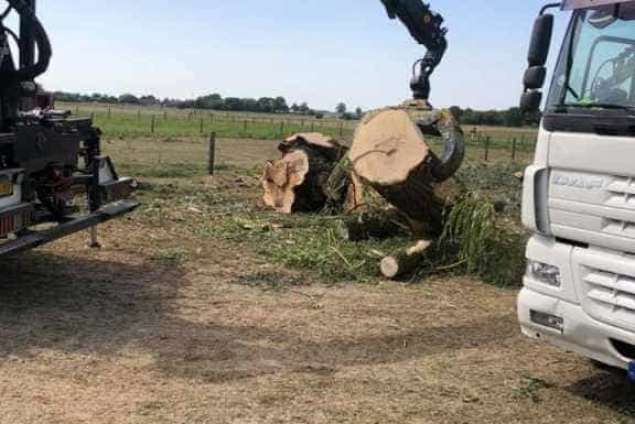 Bomen kappen loon op zand