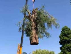 Bomen kappen Vianen