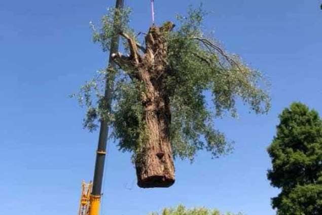 Bomen kappen Lepelstraat