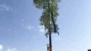 bomen rooien neerijen