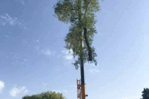 bomen rooien neerijen