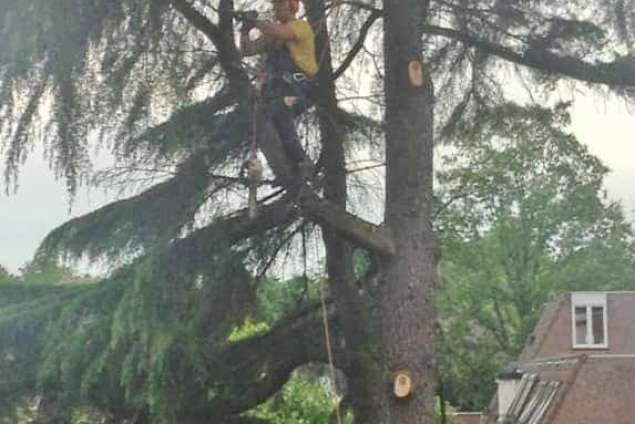 snoeien en rooien van bomen