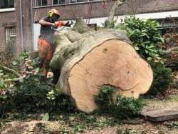 Bomen kappen Elshout