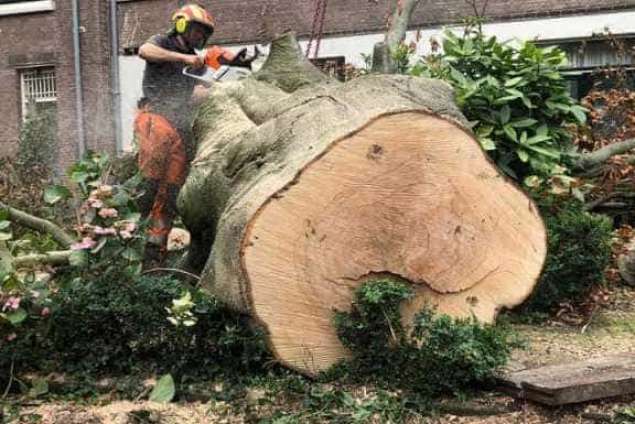 omgevallen boom opruimen Amsterdam achtertuin