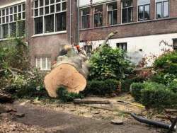 Bomen kappen Kamerik