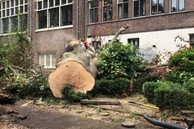 omgevallen boom opruimen Amsterdam achtertuin