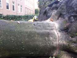 Bomen kappen Eindhoven