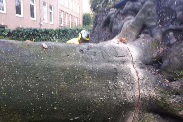Amsterdam kappen en rooien van bomen