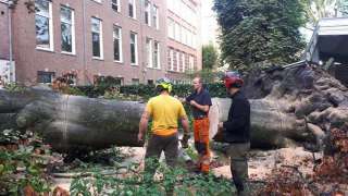 omgevallen boom opruimen Amsterdam achtertuin