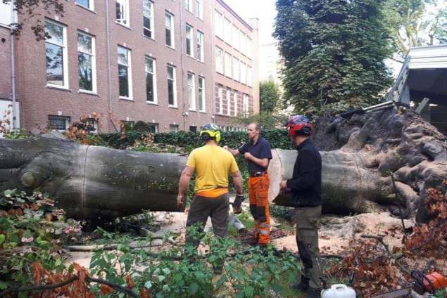 omgevallen boom opruimen Amsterdam achtertuin