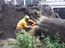 Bomen kappen Dorst