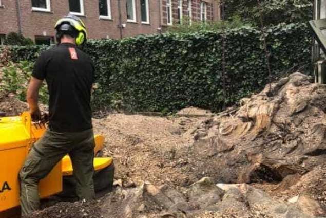 Bomen kappen Duizel