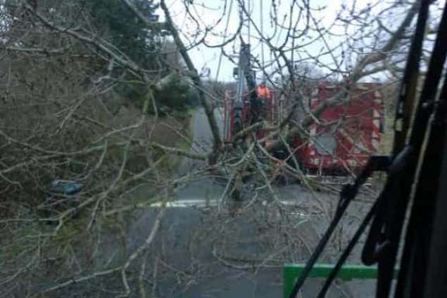 bomen rooien burg haamstede