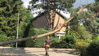 Bomen rooien in achtertuin in Rijen 