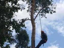 Bomen kappen Oisterwijk