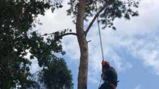 Bomen rooien in achtertuin in Rijen 