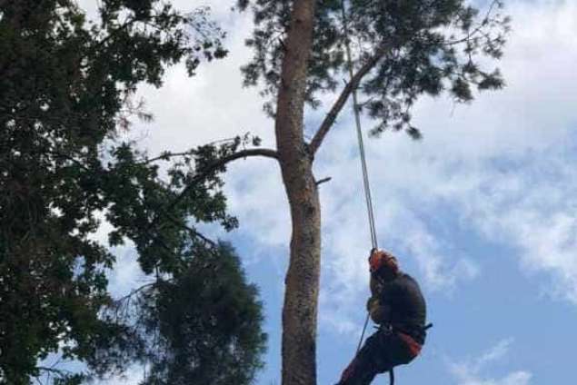 Bomen rooien in achtertuin in Rijen 