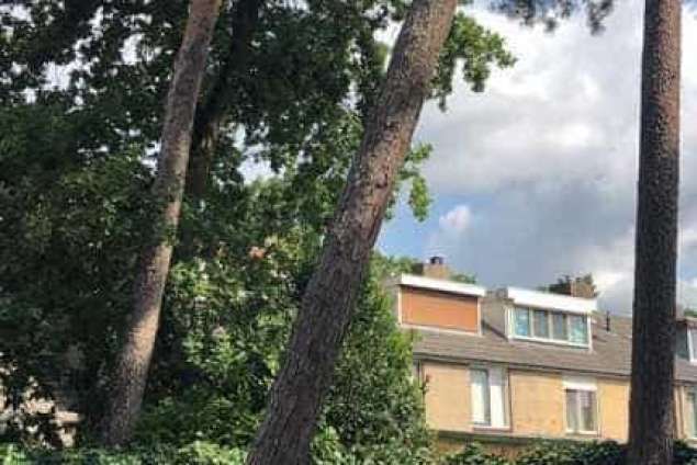 Bomen rooien in achtertuin in Rijen 