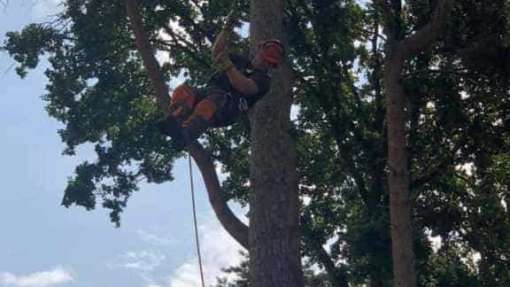 Bomen rooien in achtertuin in Rijen 