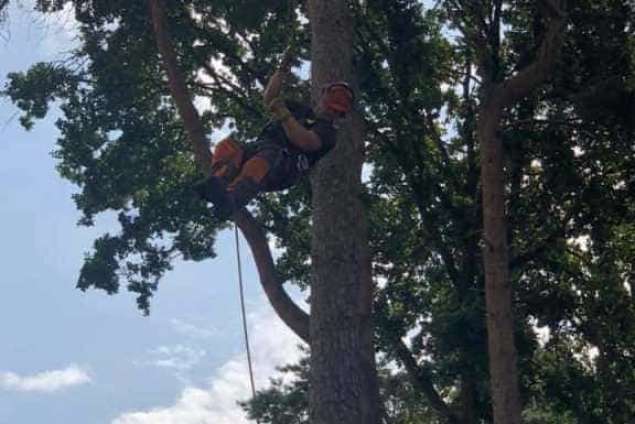 Bomen rooien in achtertuin in Rijen 