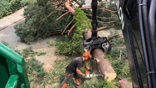 Bomen rooien in achtertuin in Rijen 