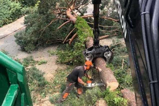 Bomen rooien in achtertuin in Rijen 