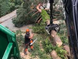 Bomen kappen Middelbeers