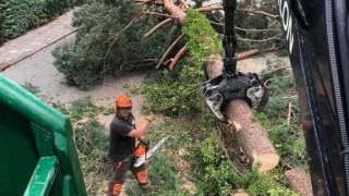 Bomen rooien in achtertuin in Rijen 