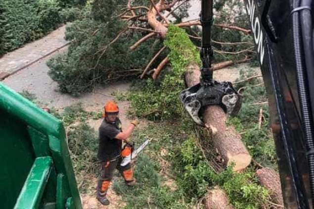 Bomen rooien in achtertuin in Rijen 