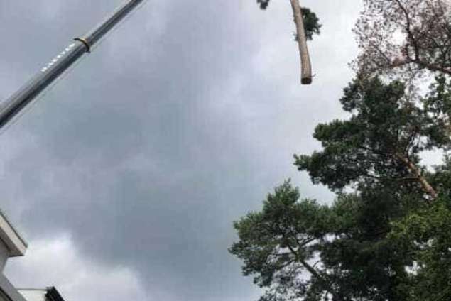 Bomen rooien in achtertuin in Rijen 