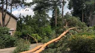 Bomen rooien in achtertuin in Rijen 