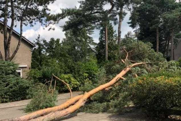 Bomen rooien in achtertuin in Rijen 