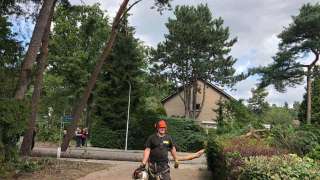 Bomen rooien in achtertuin in Rijen 