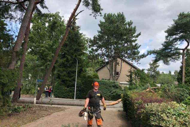 Bomen rooien in achtertuin in Rijen 