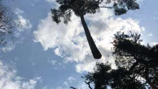 Bomen rooien in achtertuin in Rijen 