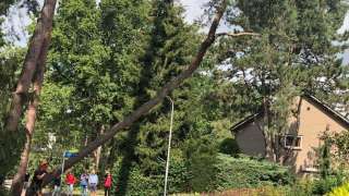 Bomen rooien in achtertuin in Rijen 