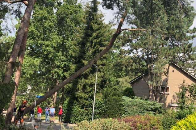 Bomen rooien in achtertuin in Rijen 