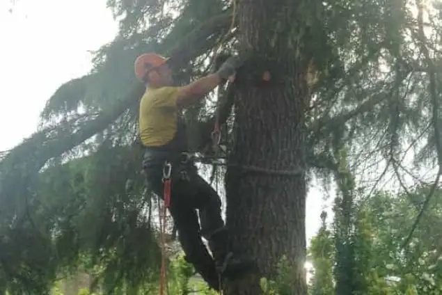 images/001-tuinaanleg-ettenleur/bomen-rooien-weert-635x424-d05