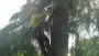 images/001-tuinaanleg-ettenleur/bomen-rooien-weert-90x51-2f9